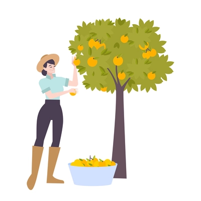 Flat woman harvesting and storing citrus fruits vector illustration