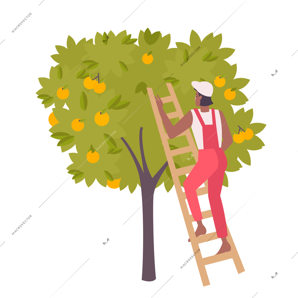 Flat person harvesting and storing citrus fruits vector illustration