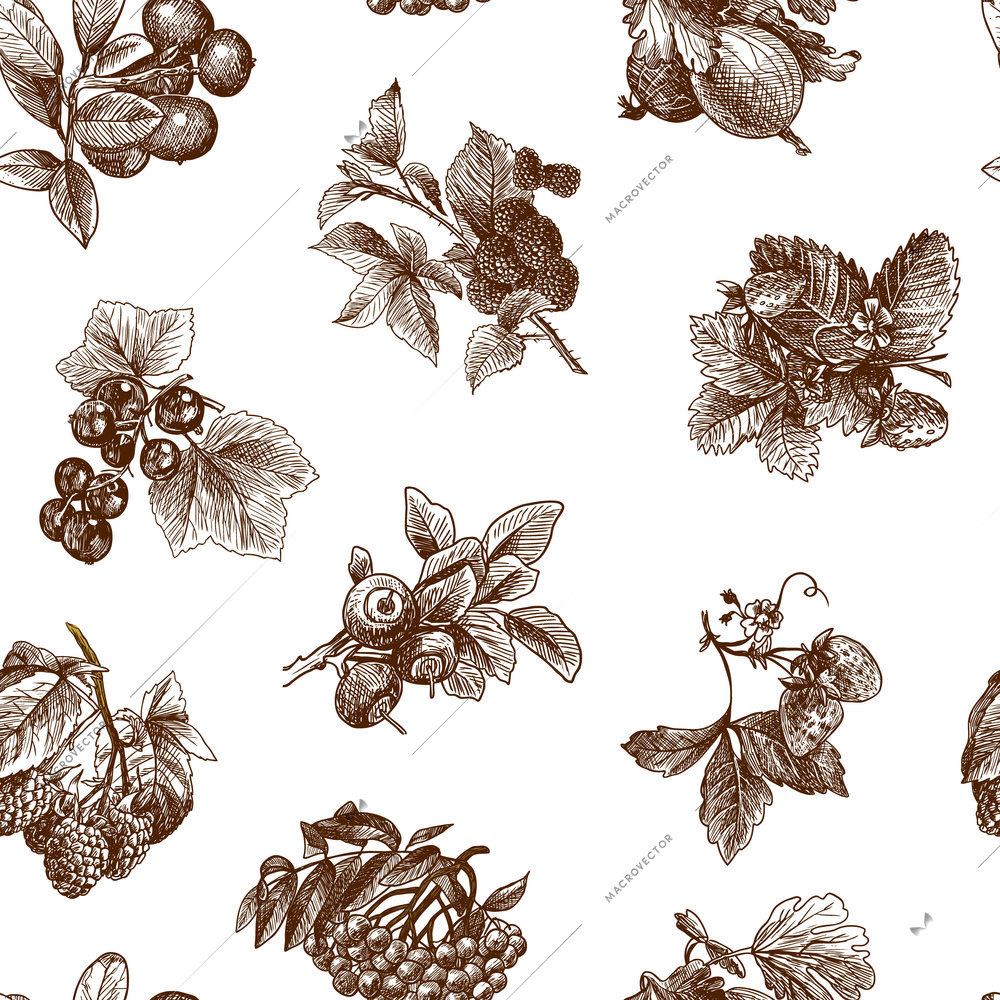 Natural organic berries set of strawberry blackberry cranberry sketch seamless pattern vector illustration