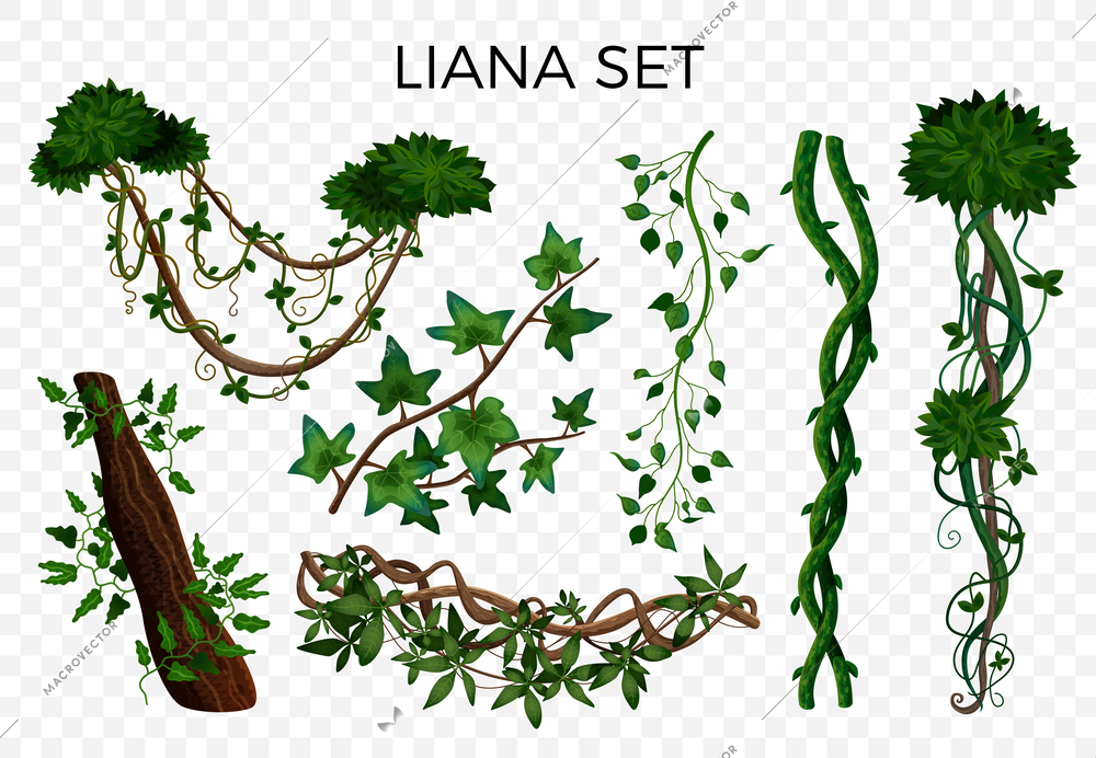 Tropical rainforest jungle climbing plants twining lianas hedera ivy vine realistic elements set transparent background vector illustration