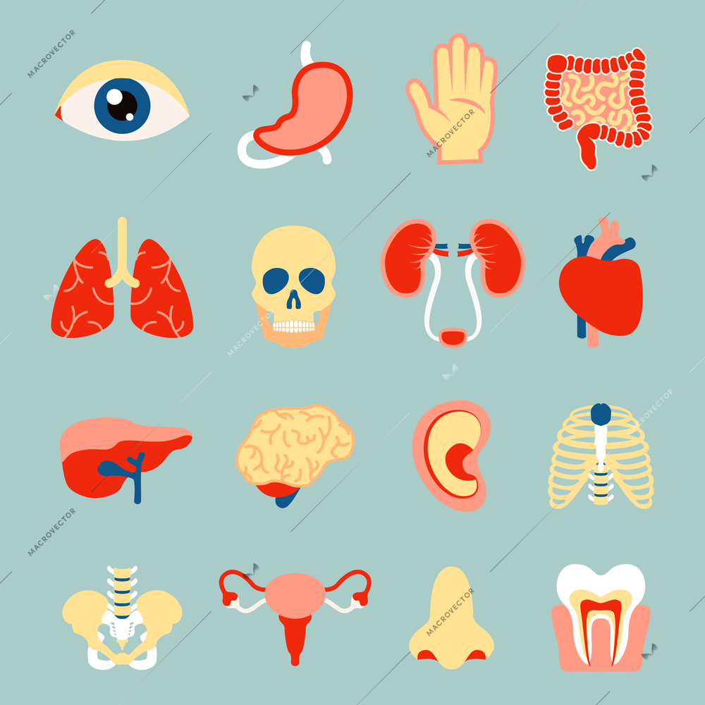 Human organs set of eye tooth lungs brain isolated vector illustration