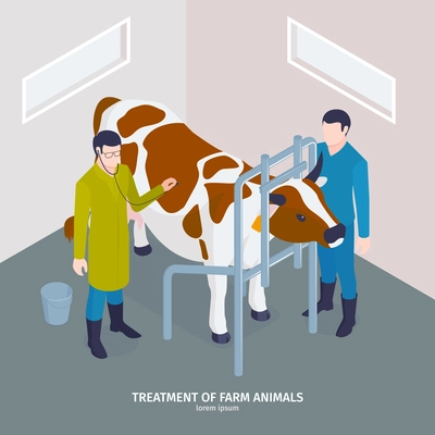 Isometric veterinary composition with editable text treatment of farm animals with doctor wearing stethoscope and cow vector illustration