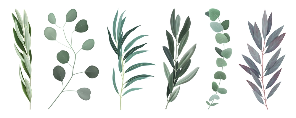 Eucalyptus 6 twigs branches with silvery round and oval elongated grey green leaves realistic set vector illustration