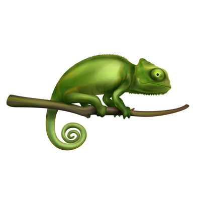 Green chameleon lizard sitting on tree branch closeup isolated realistic image white background vector illustration