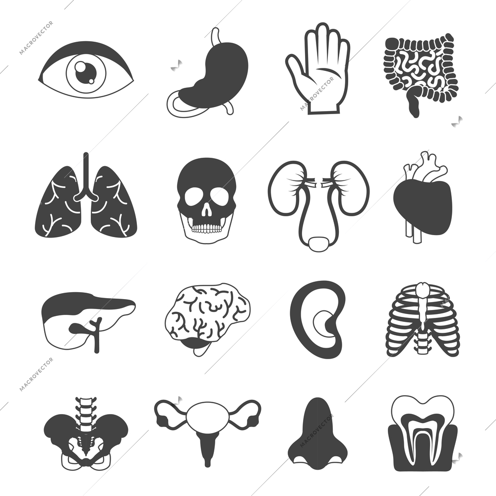 Human organs black and white set of kidney skin liver isolated vector illustration