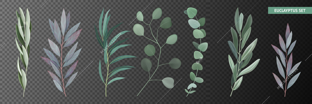 Icons set with realistic eucalyptus branches and leaves isolated on transparent background vector illustration