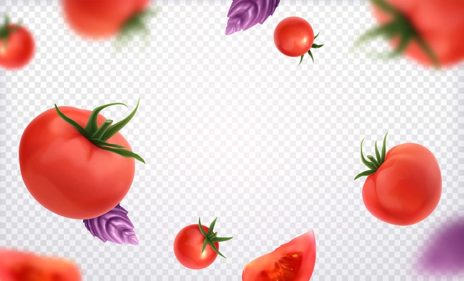 Fresh red whole and slice tomatoes with green twig and violet basil leaves on transparent background realistic vector illustration