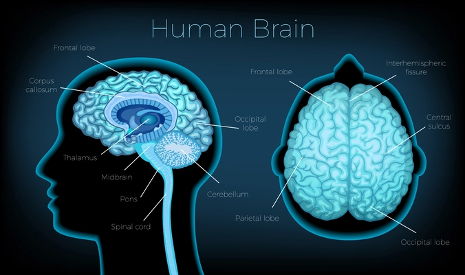 Human brain poster illustrated silhouette of head profile with text description of glowing brain areas vector illustration