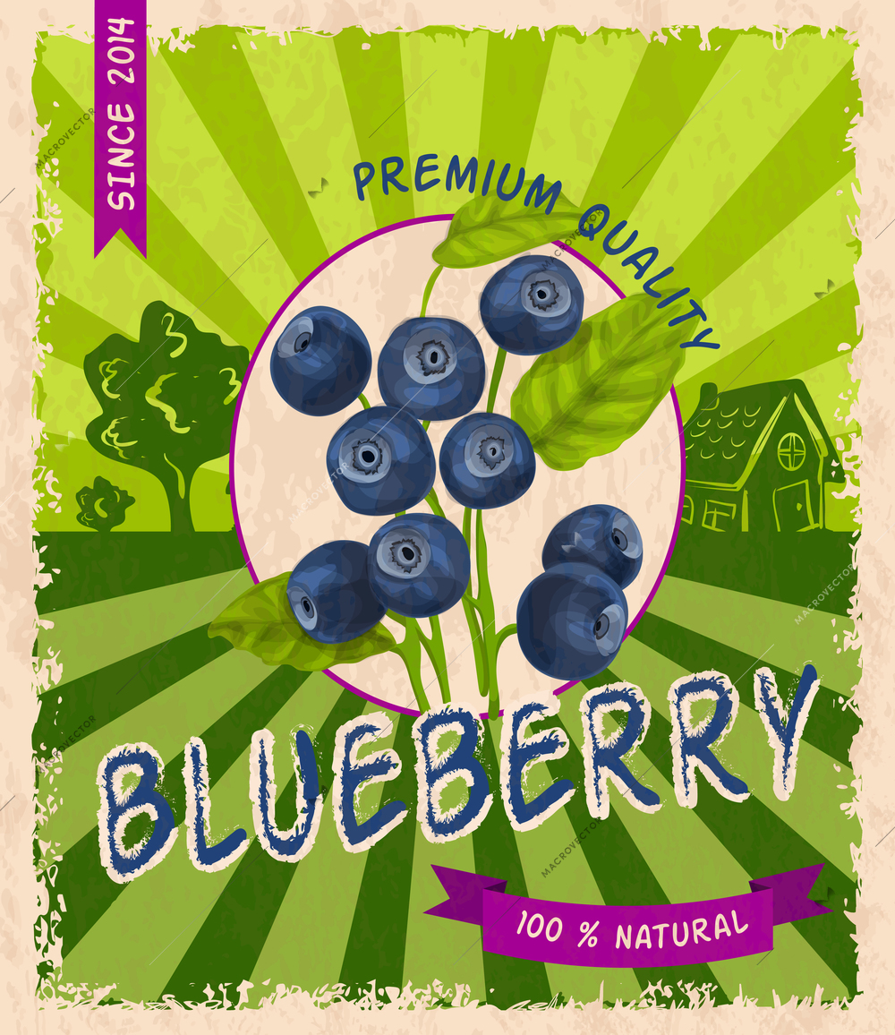 Natural fresh organic sweet forest blueberry premium quality retro poster vector illustration