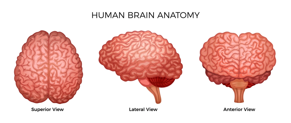 Human brain anatomy color set of superior lateral and anterior views of cerebral cortex with cerebrum gyrus isolated on white background vector illustration