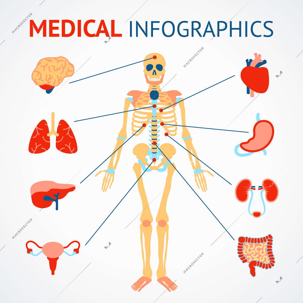 Medical infographic set of human skeleton and internal organs vector illustration