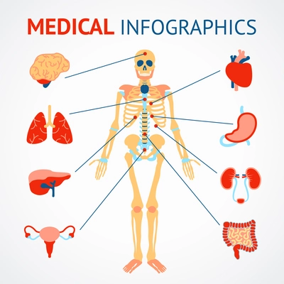 Medical infographic set of human skeleton and internal organs vector illustration