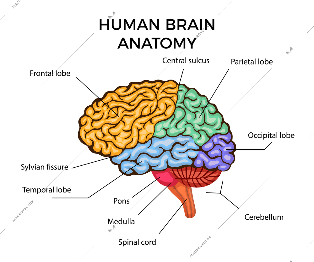 Human brain anatomy infographics diagram with sections and text description flat vector illustration