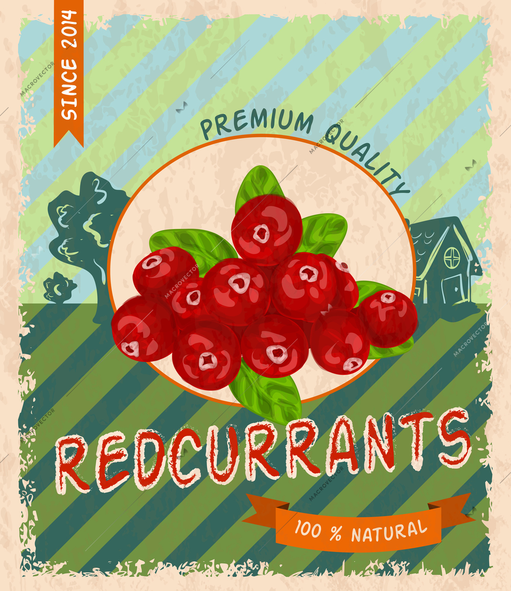 Natural fresh organic sweet garden red currant premium quality retro poster vector illustration