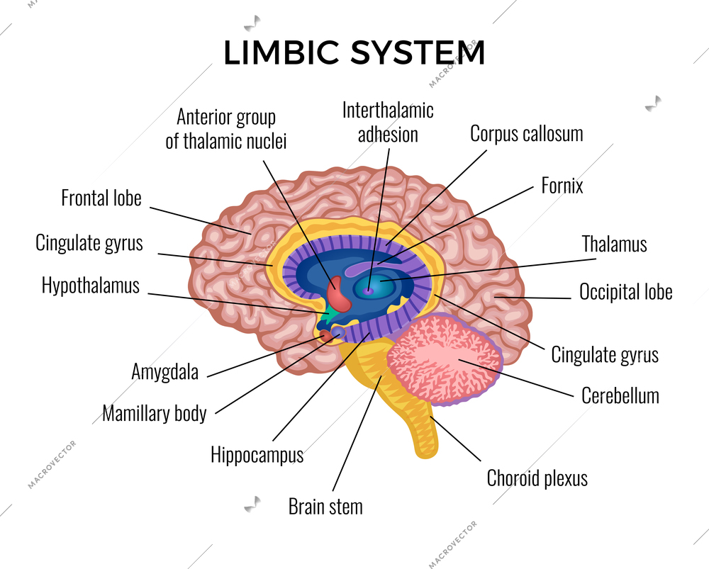 Brain in section anatomy infographics scheme illustrated different areas of limbic system with text description vector flat vector illustration