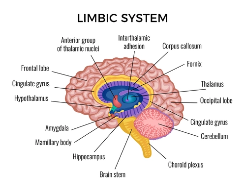 Brain in section anatomy infographics scheme illustrated different areas of limbic system with text description vector flat vector illustration