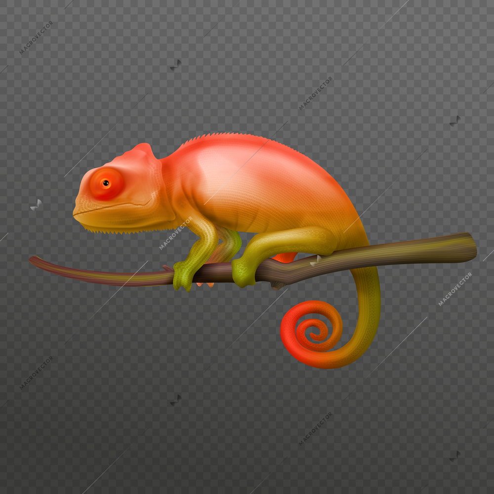 Orange green chameleon lizard sitting on branch closeup isolated realistic image dark transparent background vector illustration
