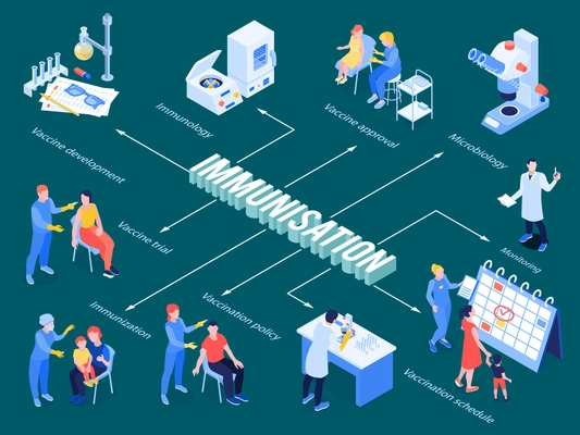 Immunization isometric flowchart from microbiology researches to vaccine development testing and vaccination schedule vector illustration