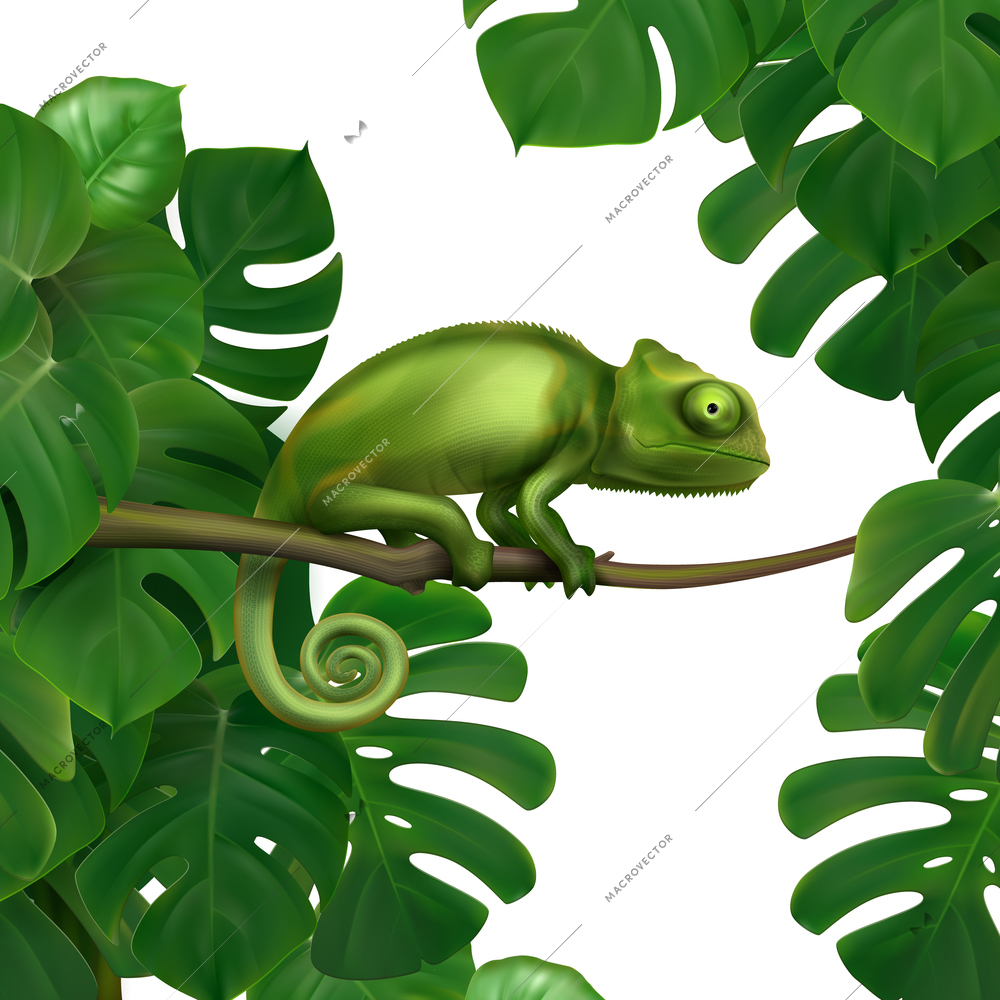 Green chameleon lizard in tropical rainforest  lianas foliage closeup realistic image white background vector illustration