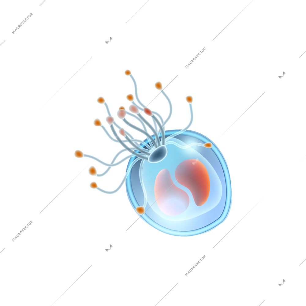 Plankton realistic icon with small organism on white background vector illustration