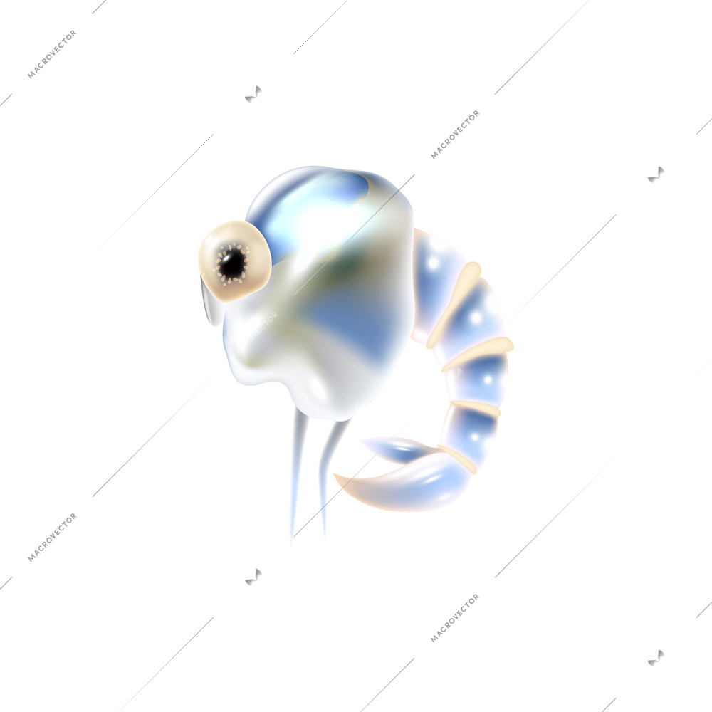 Realistic plankton species on white background vector illustration