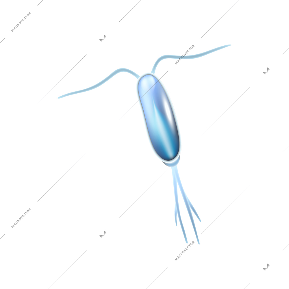 Single realistic icon of copepod plankton on white background vector illustration