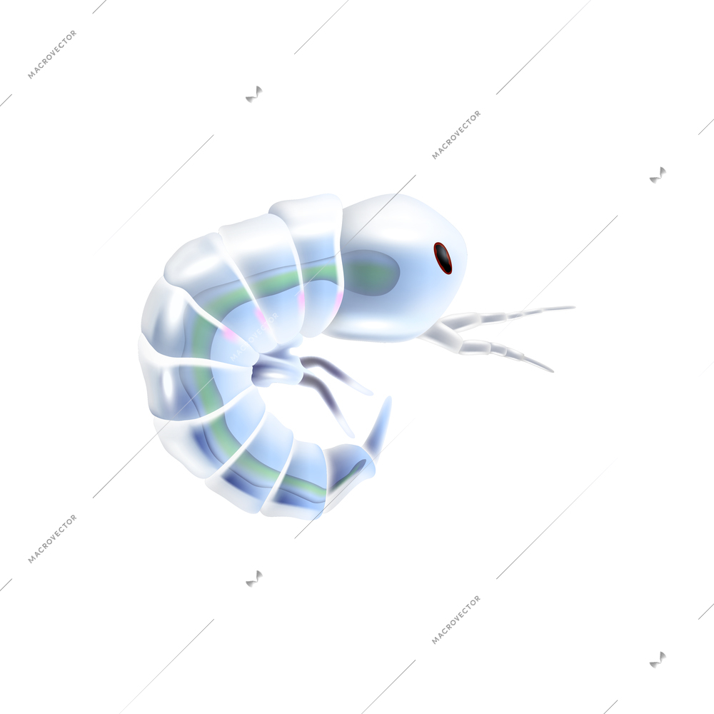 Marine krill plankton realistic icon on white background vector illustration