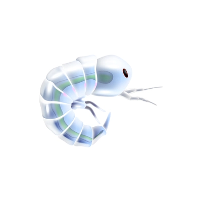 Marine krill plankton realistic icon on white background vector illustration