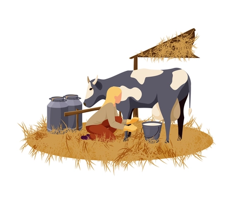 Woman milking cow on organic farm flat vector illustration