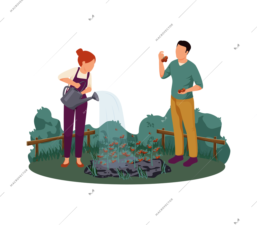 People watering and gathering tomatoes on farm flat vector illustration