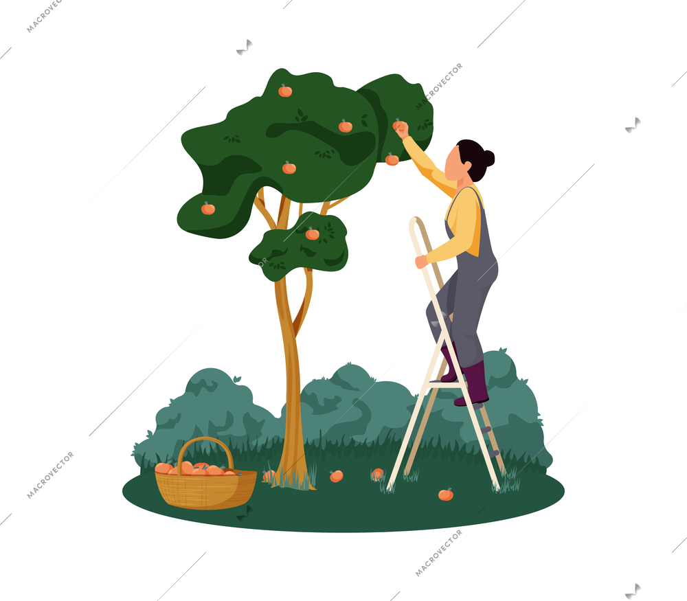 Organic farm with woman gathering apples flat vector illustration