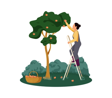 Organic farm with woman gathering apples flat vector illustration