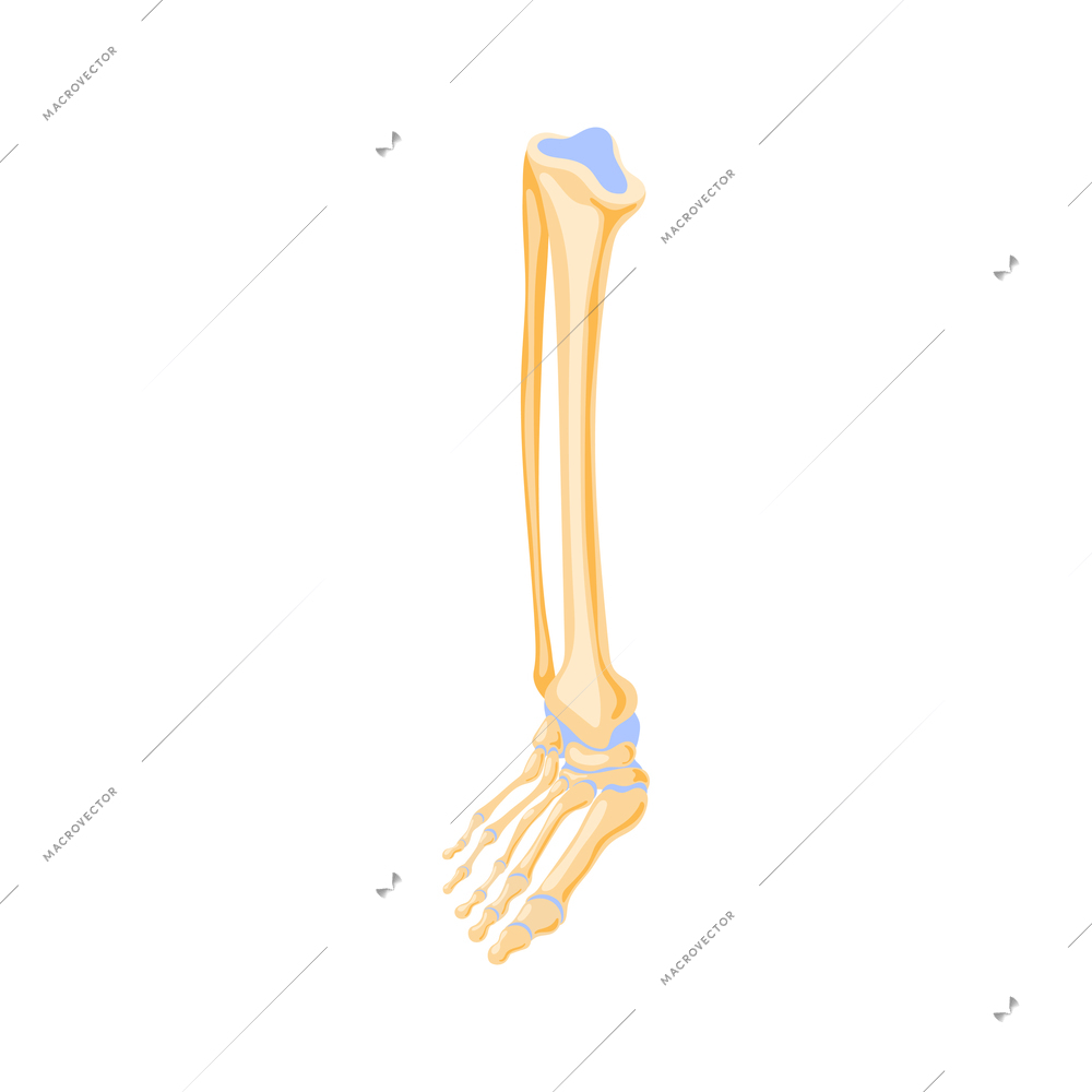 Isometric human skeleton leg icon on white background 3d vector illustration