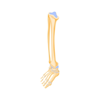 Isometric human skeleton leg icon on white background 3d vector illustration