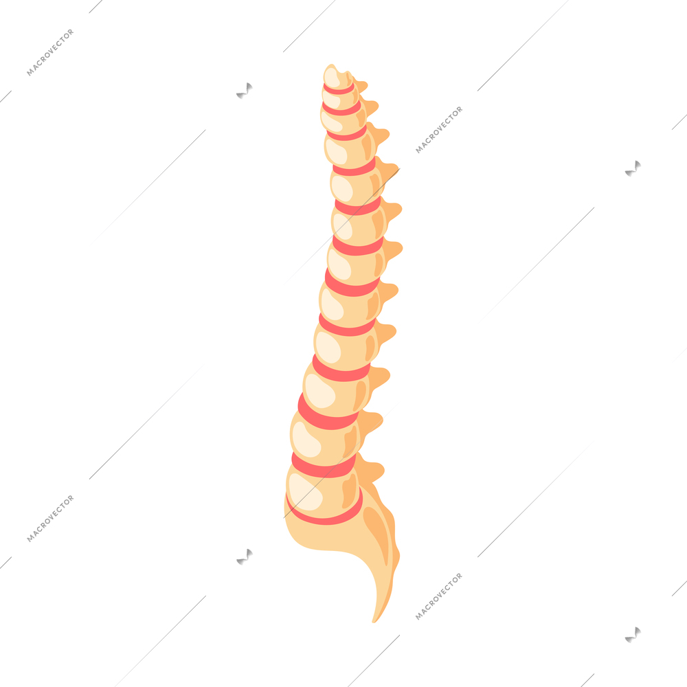 Orthopedics clinic isometric icon with 3d human spine on white background vector illustration