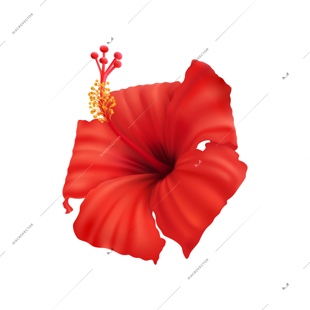 Beautiful red hibiscus flower close up on white background realistic vector illustration