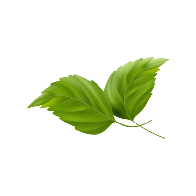 Two fresh green leaves of hibiscus realistic vector illustration