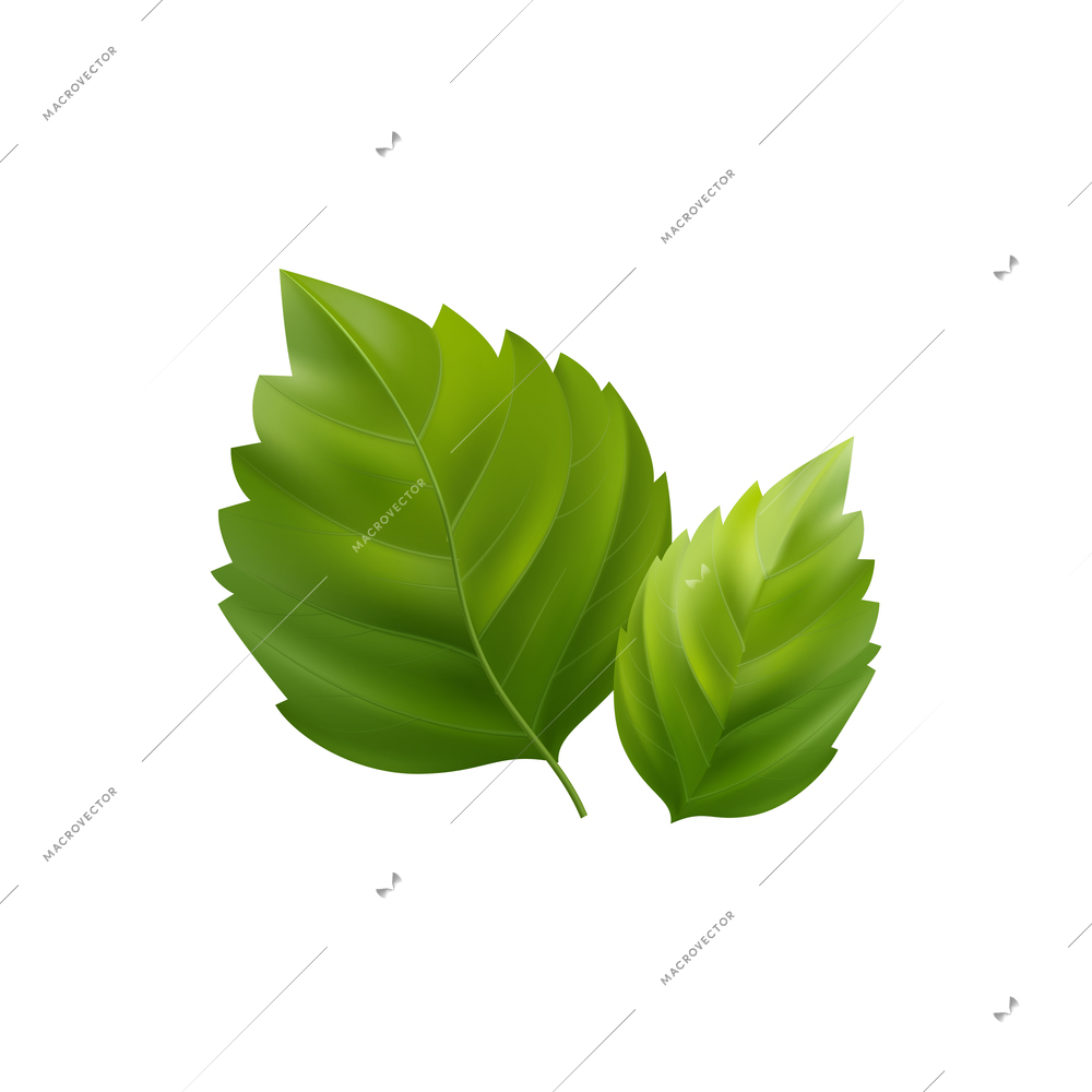 Green hibiscus flower leaves close up on white background realistic vector illustration