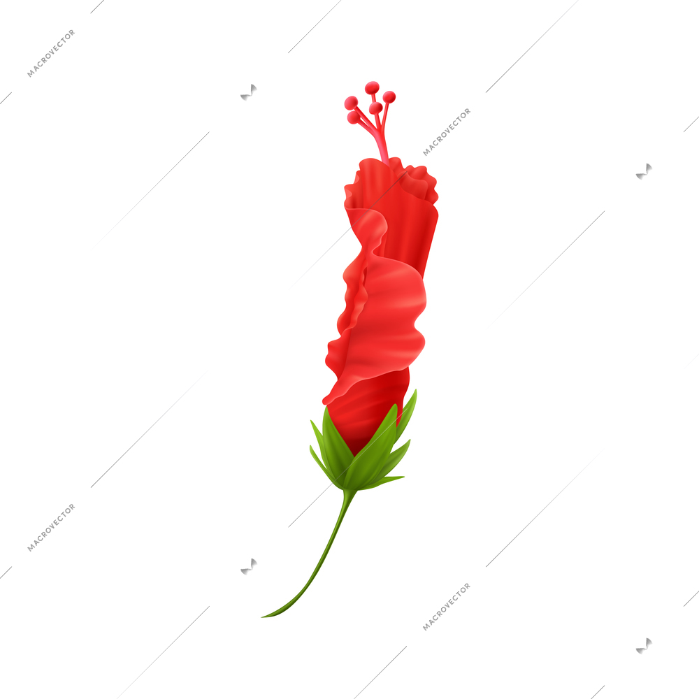 Realistic red hibiscus bud on white background vector illustration