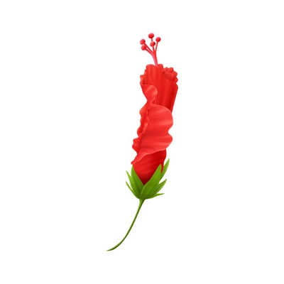 Realistic red hibiscus bud on white background vector illustration