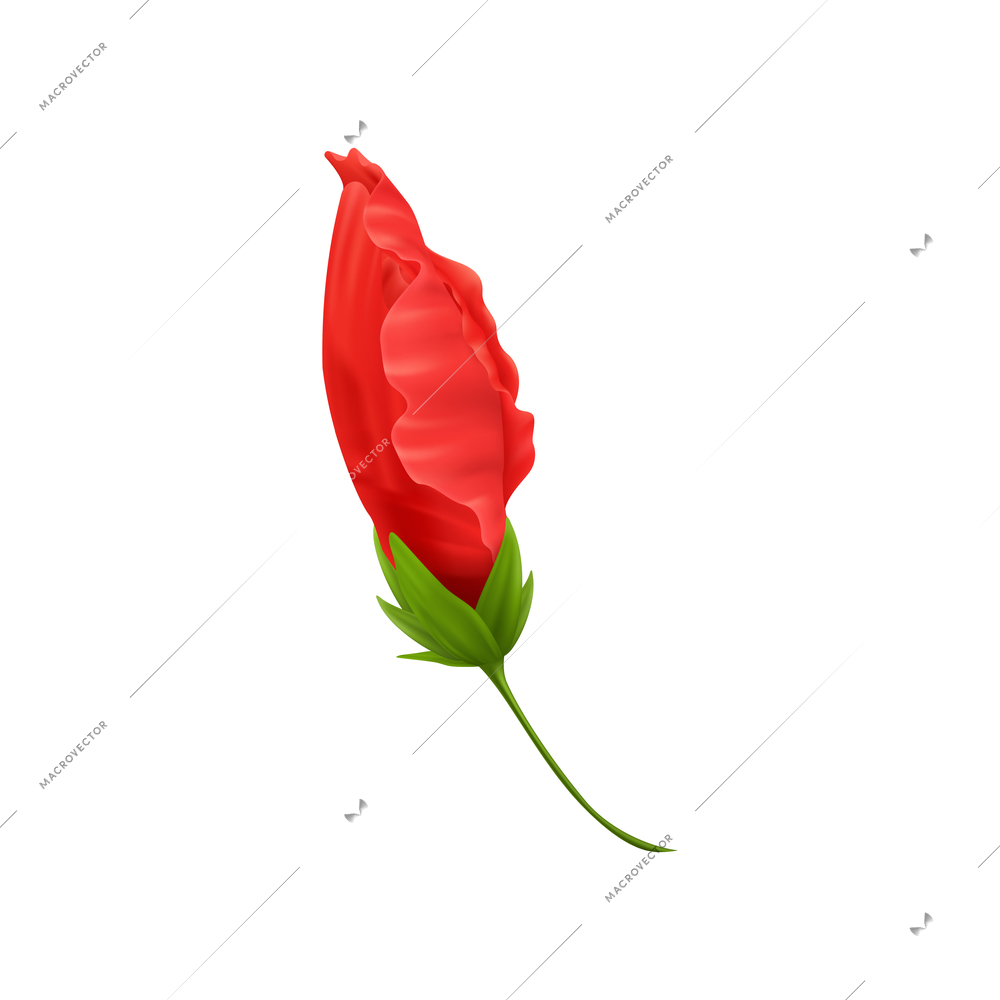 Red hibiscus flower with stalk on white background realistic vector illustration