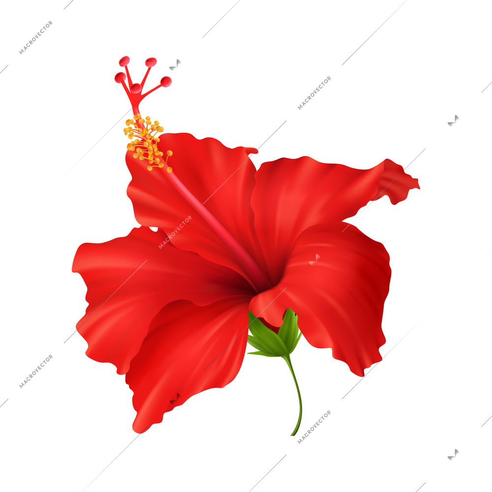 Blooming red hibiscus flower close up realistic vector illustration