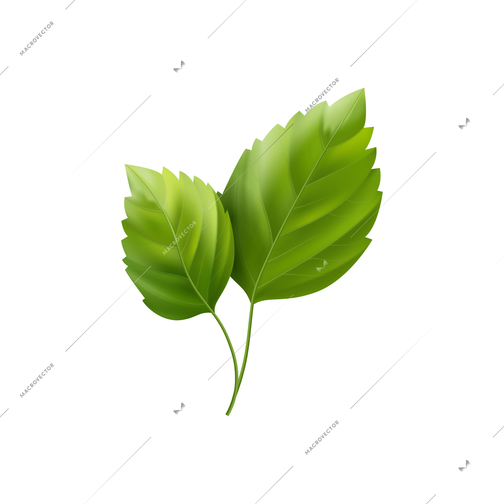 Hibiscus leaves on white background realistic vector illustration
