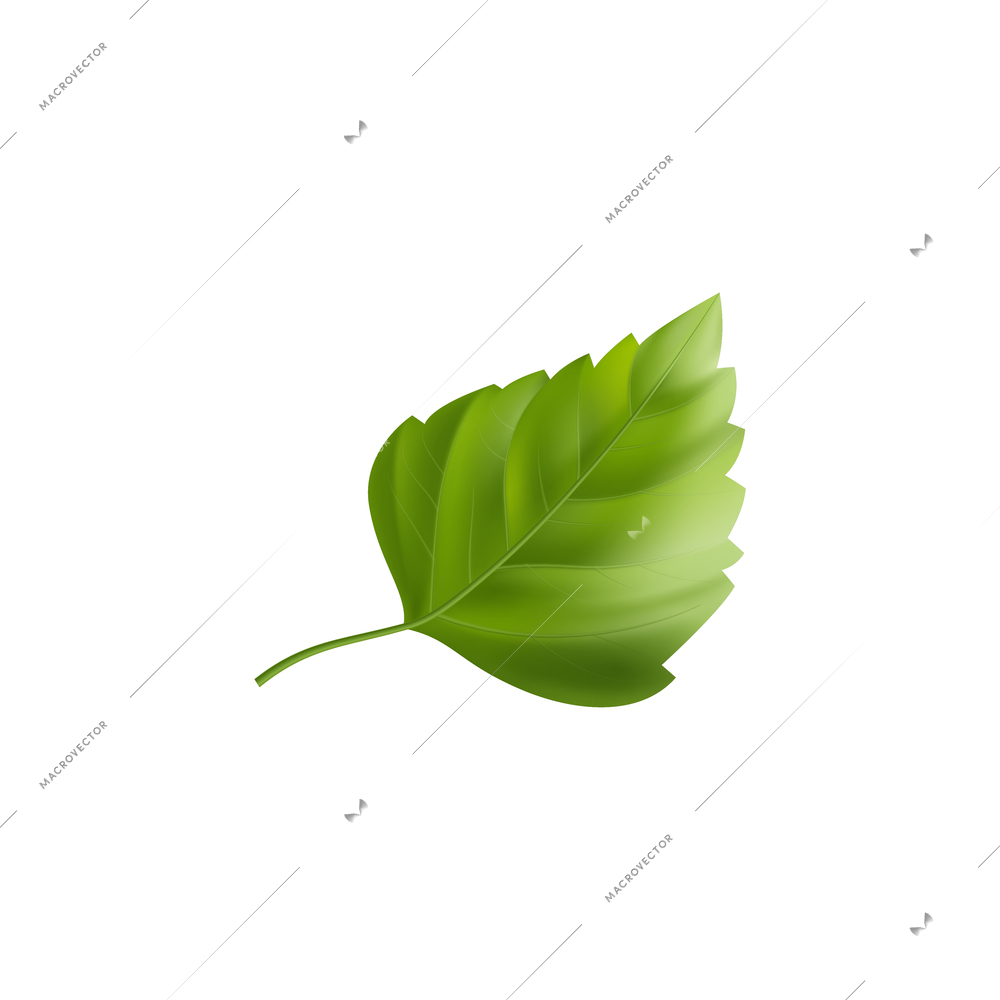 Single green hibiscus leaf on white background realistic vector illustration