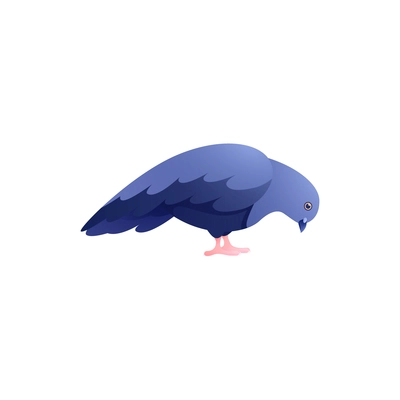Flat image of urban pigeon picking something vector illustration