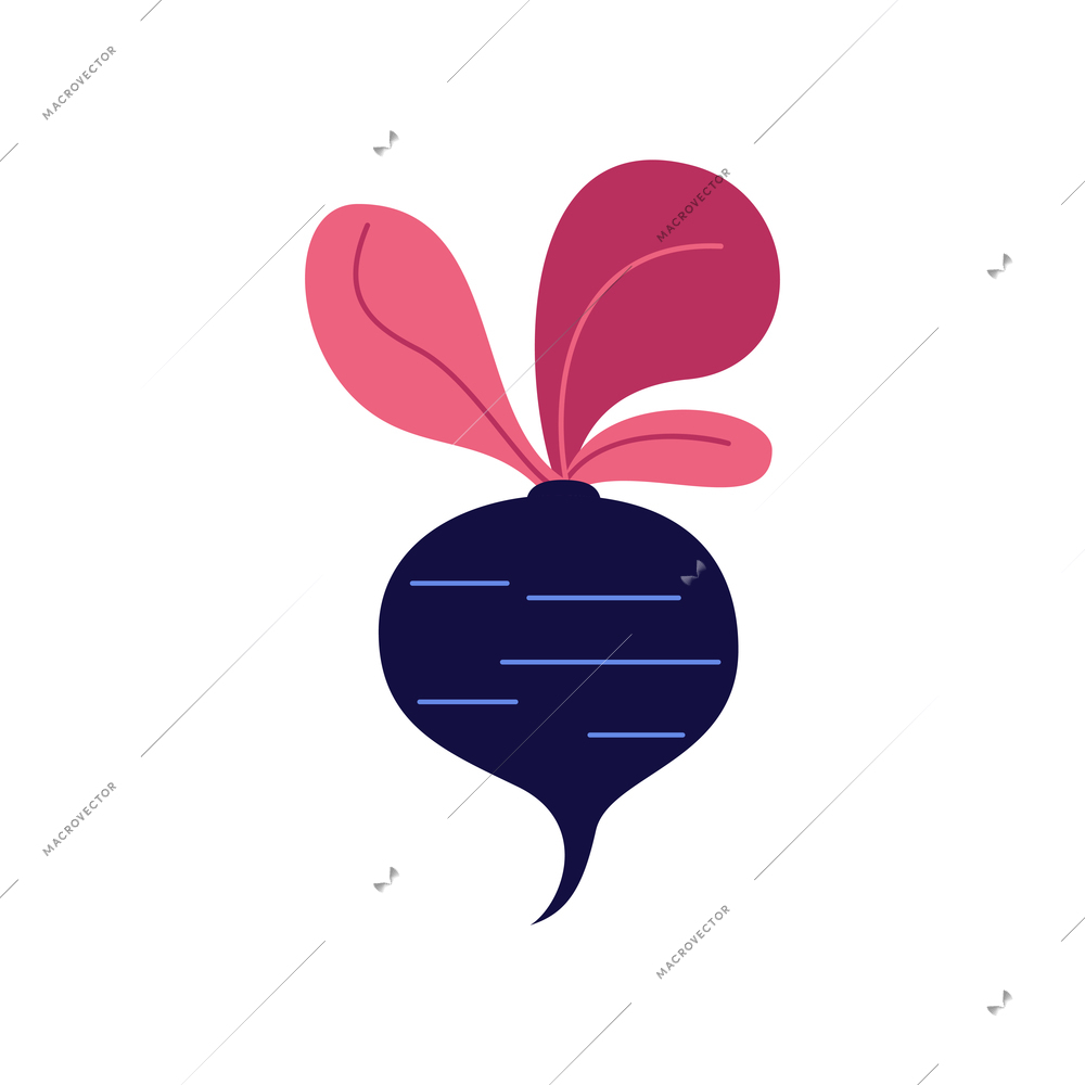 Single flat beet root vegetable icon on white background vector illustration