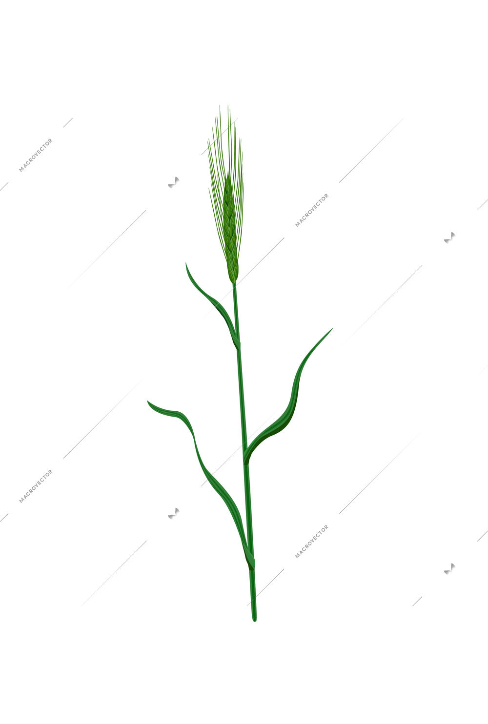 Realistic green rye ear on white background vector illustration