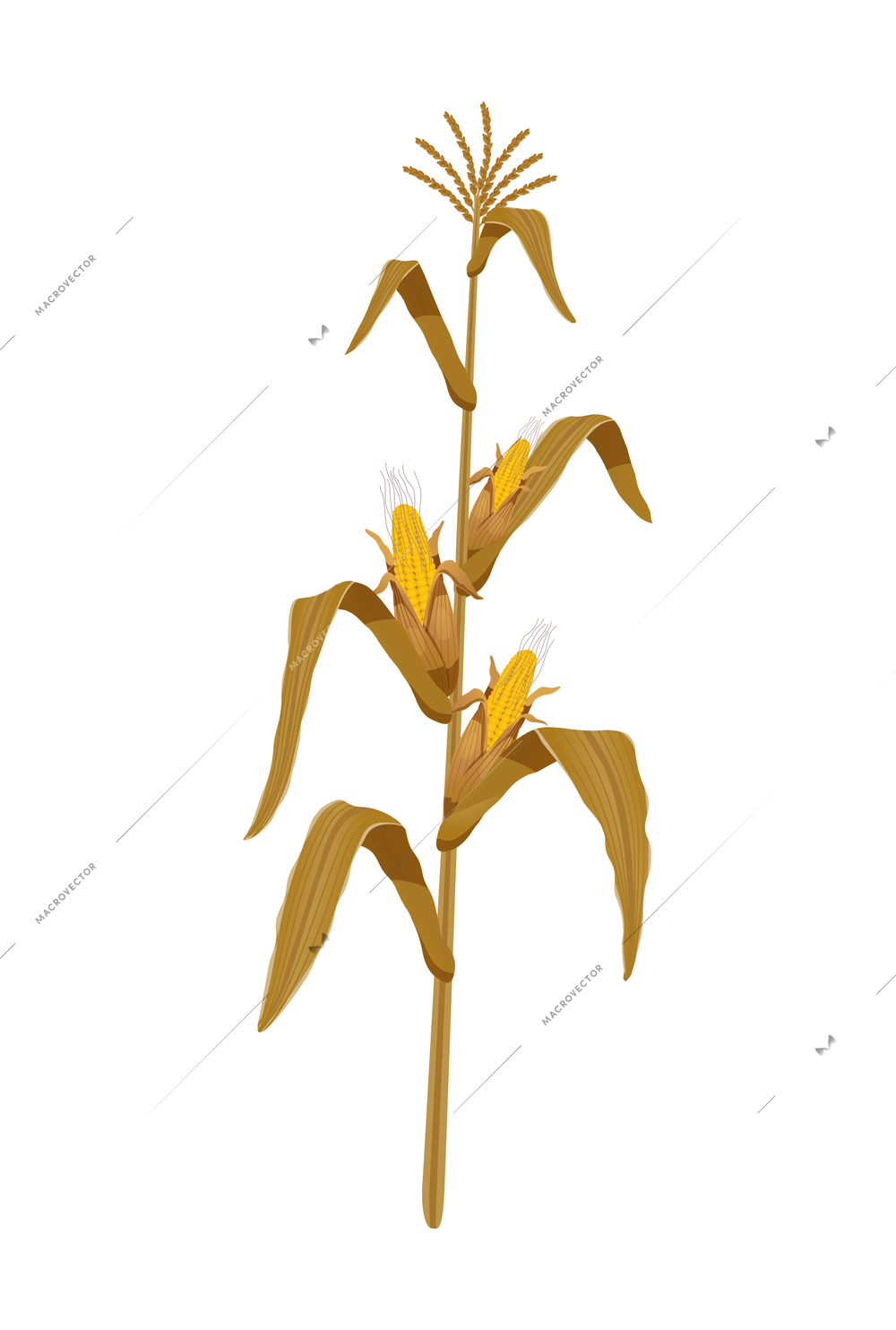 Grain plant stalk icon with ripe corn realistic vector illustration