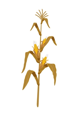 Grain plant stalk icon with ripe corn realistic vector illustration