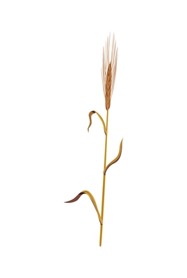 Realistic icon of yellow rye stalk on white background vector illustration